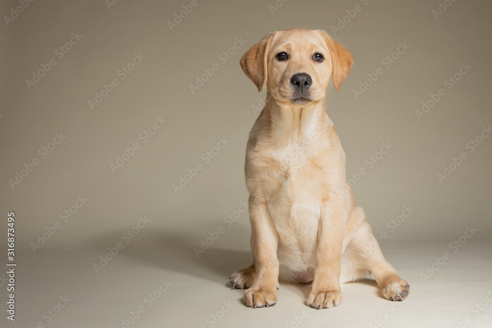 Cute labrador retriever puppy isolated on light background in studio Cute labrador retriever puppy isolated on light background in studio