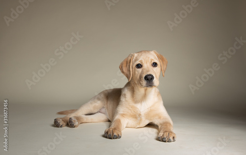 Yellow lab puppy lying down on light background in studio