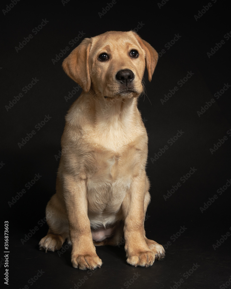 Cute yellow lab puppy sitting on dark background in studio