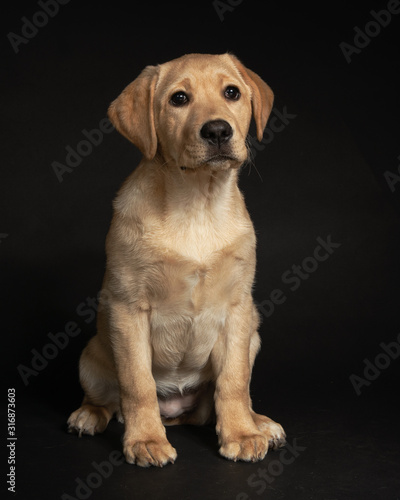 Cute yellow lab puppy sitting on dark background in studio