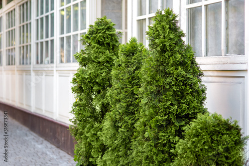 evergreen thuja bushes at the front of the building with wooden square windows.