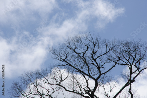 The dry tree on the blue sky background