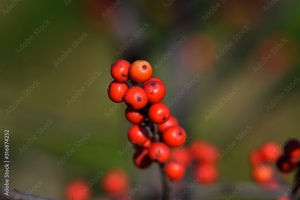 Winterberry or Ilex verticillata on a cold winters day. It is a species of holly native to eastern North America in the United States and southeast Canada. Winterberry or Ilex verticillata on a cold winters day. It is a species of holly native to eastern North America in the United States and southeast Canada.