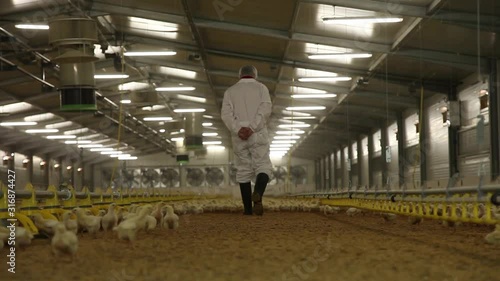 worker in raising breeding chicken hens poultry farm
