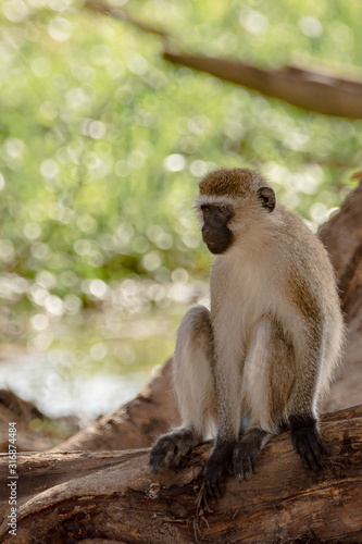 monkey © CaPlanPhotography