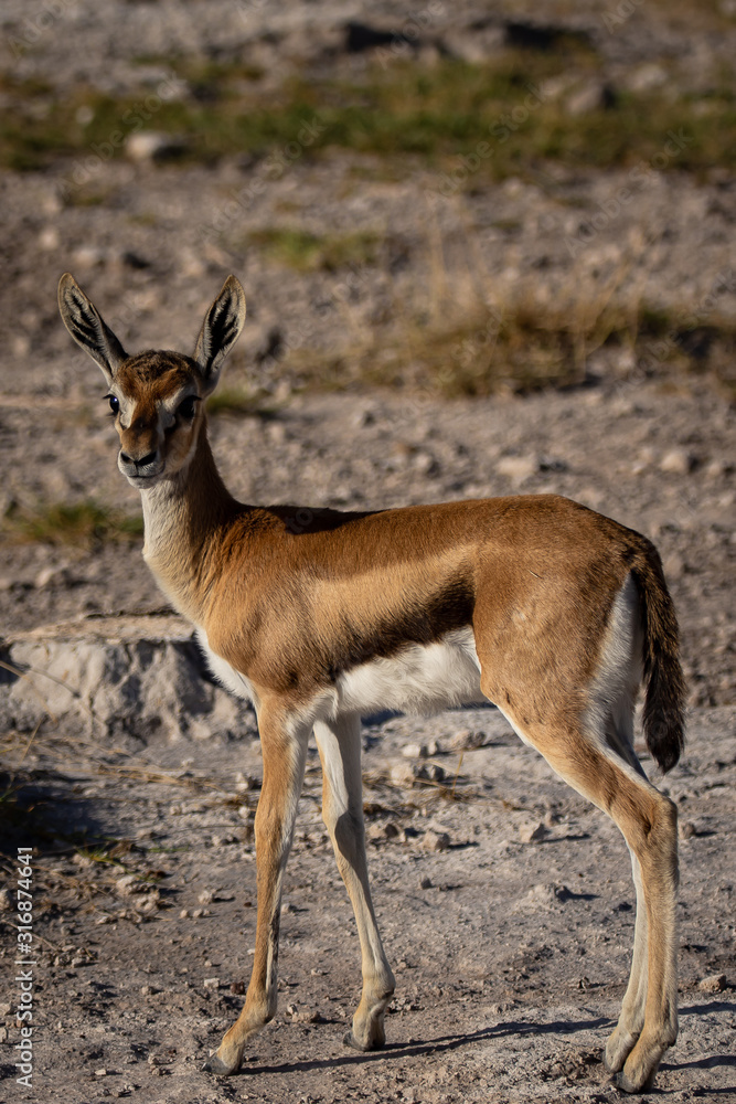 impala in africa