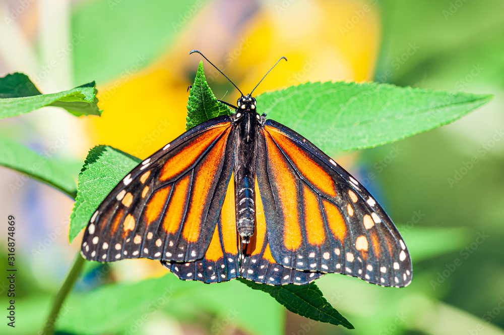 Obraz premium Monarch Butterfly 