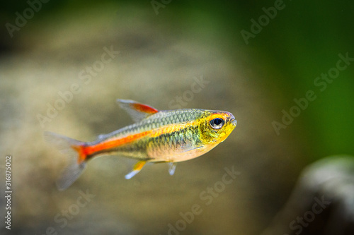 tetra growlight (Hemigrammus Erythrozonus) in a fish tank with blurred background