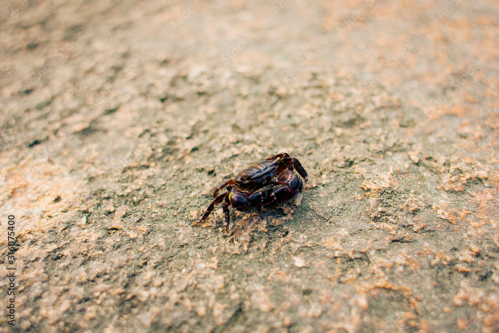 Bug Bug