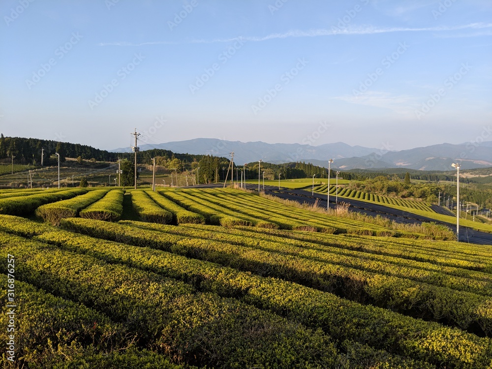 茶畑（九州）