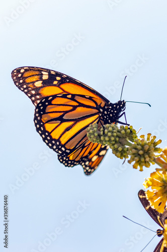 Monarch Butterfly from Below