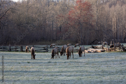 Elk - Great Smoky Mountains National Park