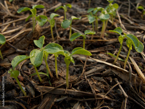 Seedlings are germination of rice straw