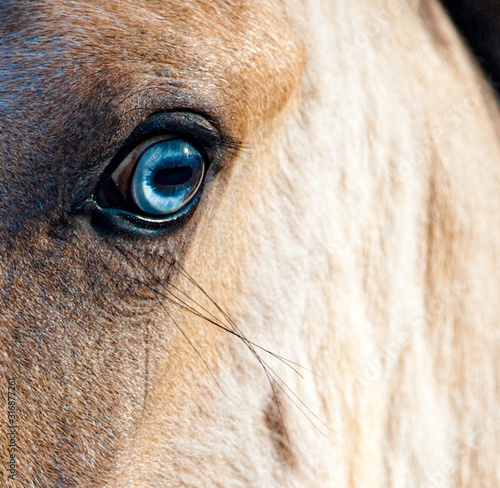Blue eye of a horse
