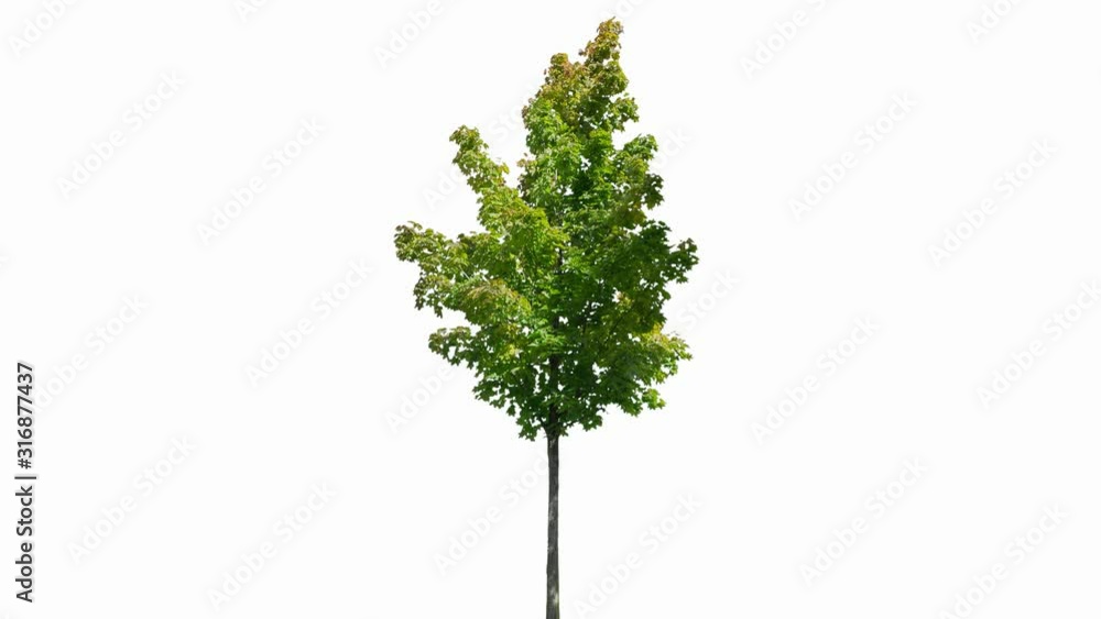 High quality 10bit footage of autumn tree on the wind isolated on white background.  Made from 14bit RAW