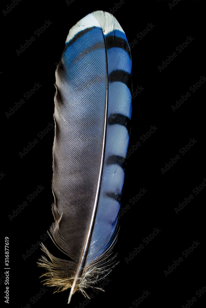 Blue jay feather on black background. It is a passerine bird in the family  Corvidae, native to North America. Feathers are epidermal growths that form  the distinctive outer plumage on birds. Stock