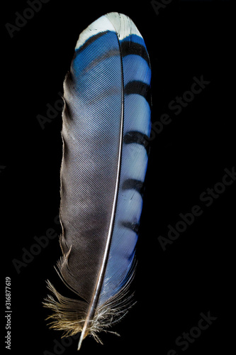 Fotografia Blue jay feather on black background