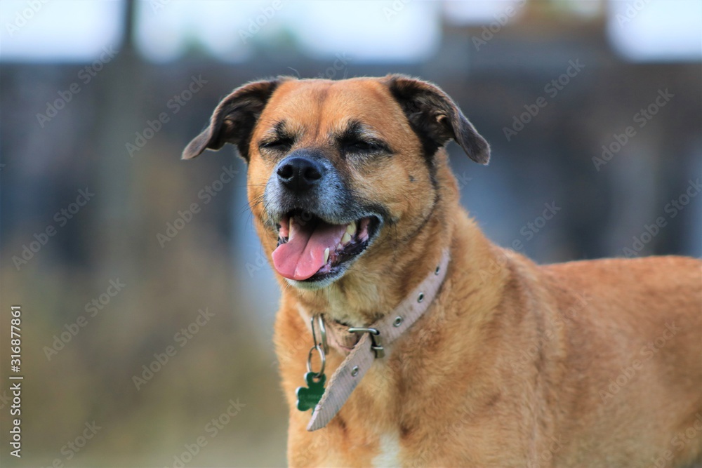 perro feliz en el parque perro feliz en el parque