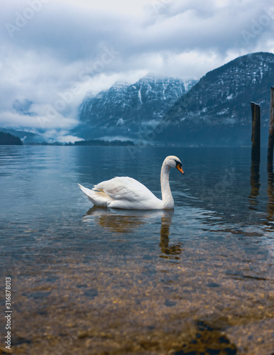 Portrait of a graceful swan on Lake Salzkammergut in Austria