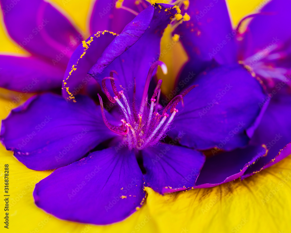 Close up of purple orchid flower tree blossom on yellow background