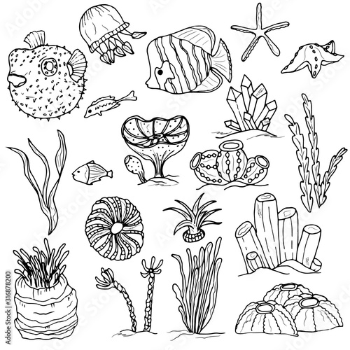 Big set of underwater world, coral reef design elements. Coral, algae, fish, underwater plants, shells, starfish. Hand drawing doodle outline.