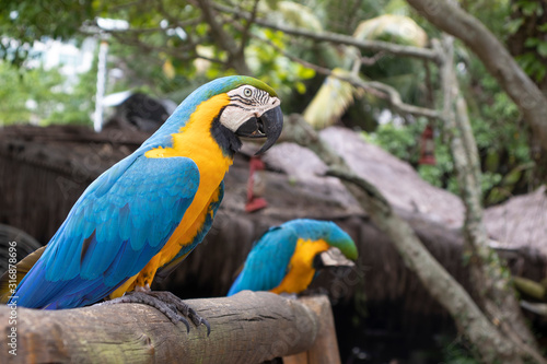Brazilian bird, macaw parrot in nature