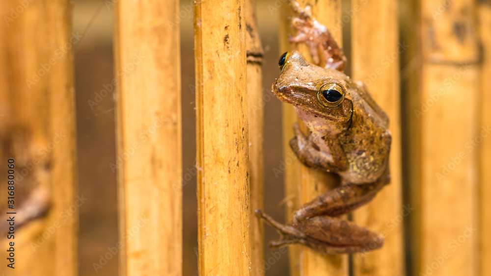 Close up of Beautiful Frog on Dry Bamboo Stick. Front Short Perspective. Koh Tao, Thailand Close up of Beautiful Frog on Dry Bamboo Stick. Front Short Perspective. Koh Tao, Thailand