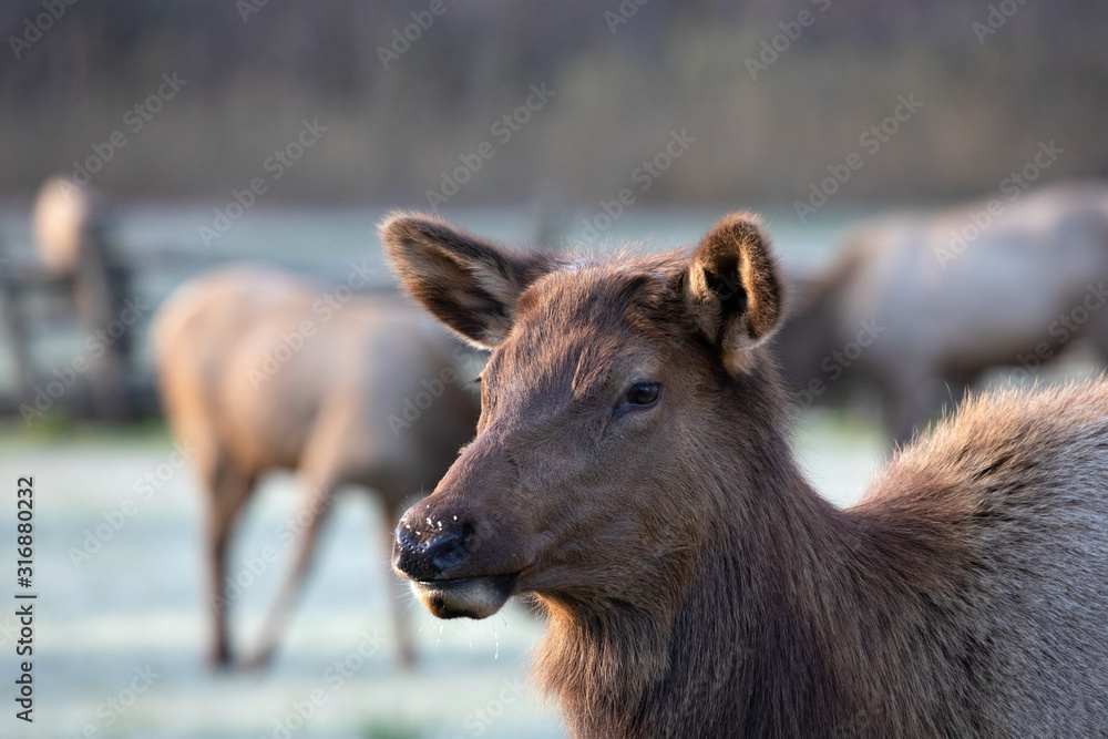 Fototapeta premium Elk - Great Smoky Mountains National Park