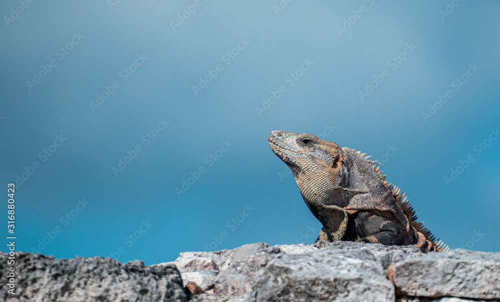 Fototapeta premium Iguana receiving the noon summer son in mexico 