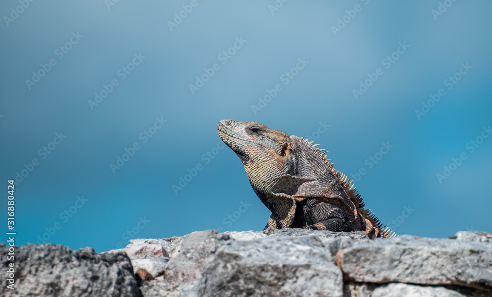 custom made wallpaper toronto digitalIguana receiving the noon summer son in mexico 