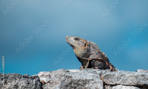 Wallpaper Mural Iguana receiving the noon summer son in mexico  Torontodigital.ca