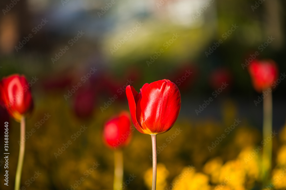 Obraz premium Lone Red Tulip