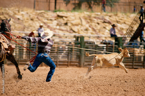 Canvas Print Cowboy roping calf in rodeo