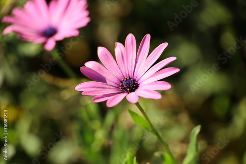 lavender flowers close up with green blurred background