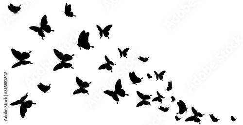 Photography butterfly400