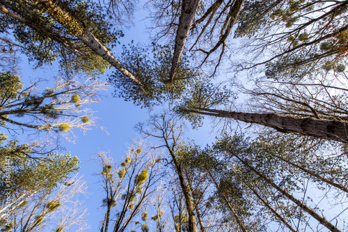 Vue en contre-plongée de la cime des arbres d'une forêt en HDR