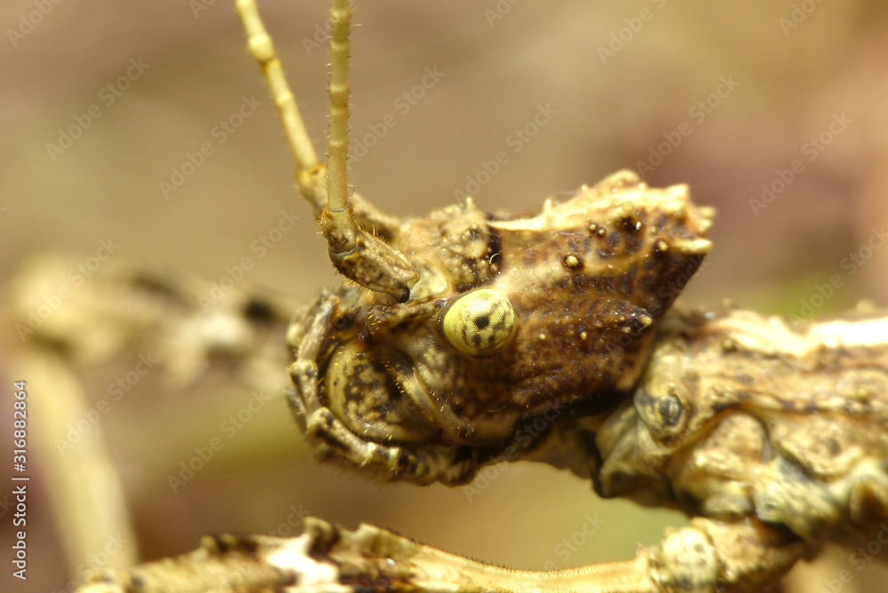Sungaya inexpectata macro. Head close-up portrait. Insect pattern for design. Sungaya inexpectata macro. Head close-up portrait. Insect pattern for design.