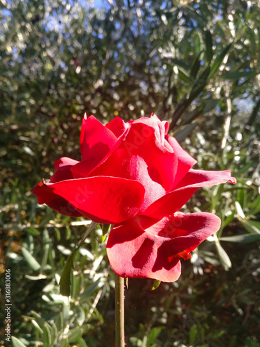 red rose in the garden