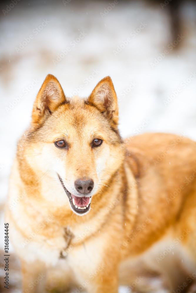 Beautiful ginger dog, portrait in winter. Expressive bright eyes close-up.