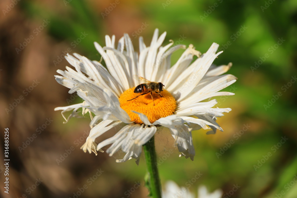 Fototapeta premium white wild flowers in the field