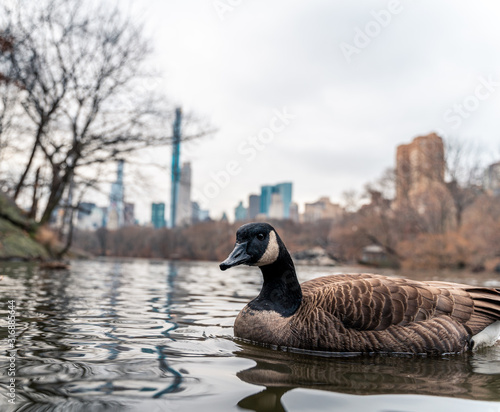 New york city in the winter