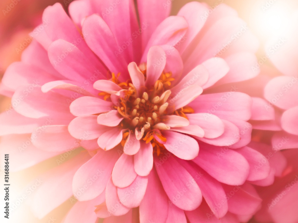 Pink pastel Chrysanthemum flower closed up blur background