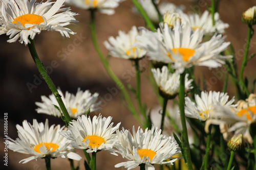 white wild flowers in the field