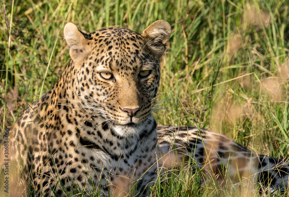 Female leopard, early morning on the Maasai Mara Female leopard, early morning on the Maasai Mara