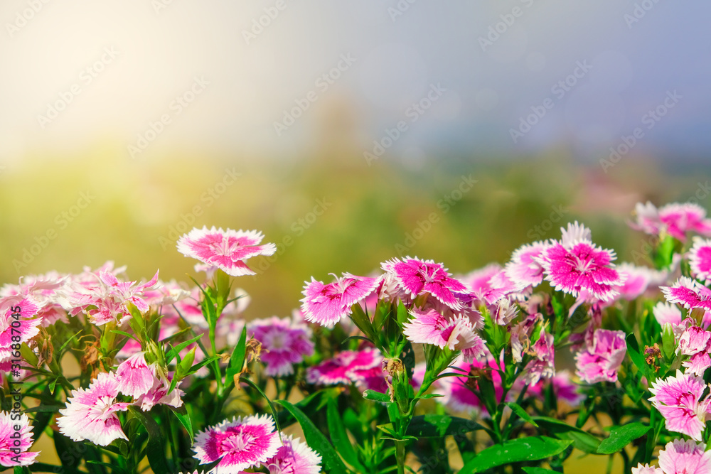 Obraz premium beautiful garden flowers pink with sunshine in the morning and blur background