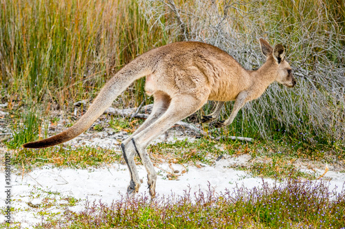 Jumping kangaroo © Michael