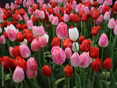 Pink tulip flowers selective focus