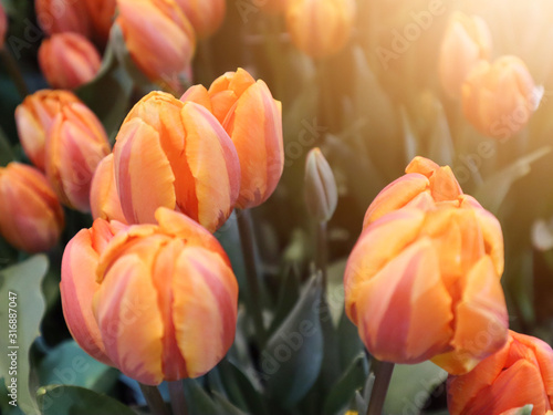 Orange tulips selective focus with light effect