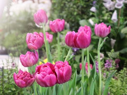 Pink tulip flowers selective focus © AmySachar