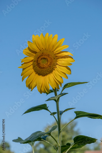 Sonnenblume  Helianthus annuus 